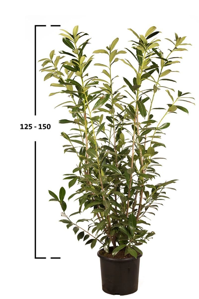 Sadzonka laurowiśni Caucasica o wysokości 80–100 cm w doniczce