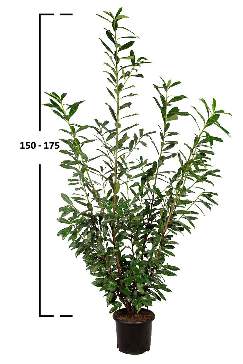 Duży krzew laurowiśni Caucasica o wysokości 150–175 cm w doniczce