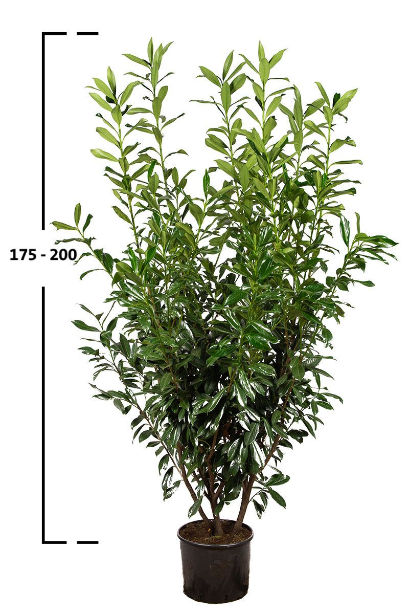 Bardzo duży krzew laurowiśni Caucasica o wysokości 175–200 cm — gotowy panel żywopłotu