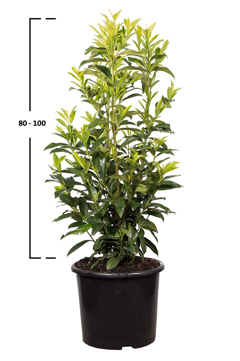 Sadzonka laurowiśni Caucasica o wysokości 60–80 cm w doniczce