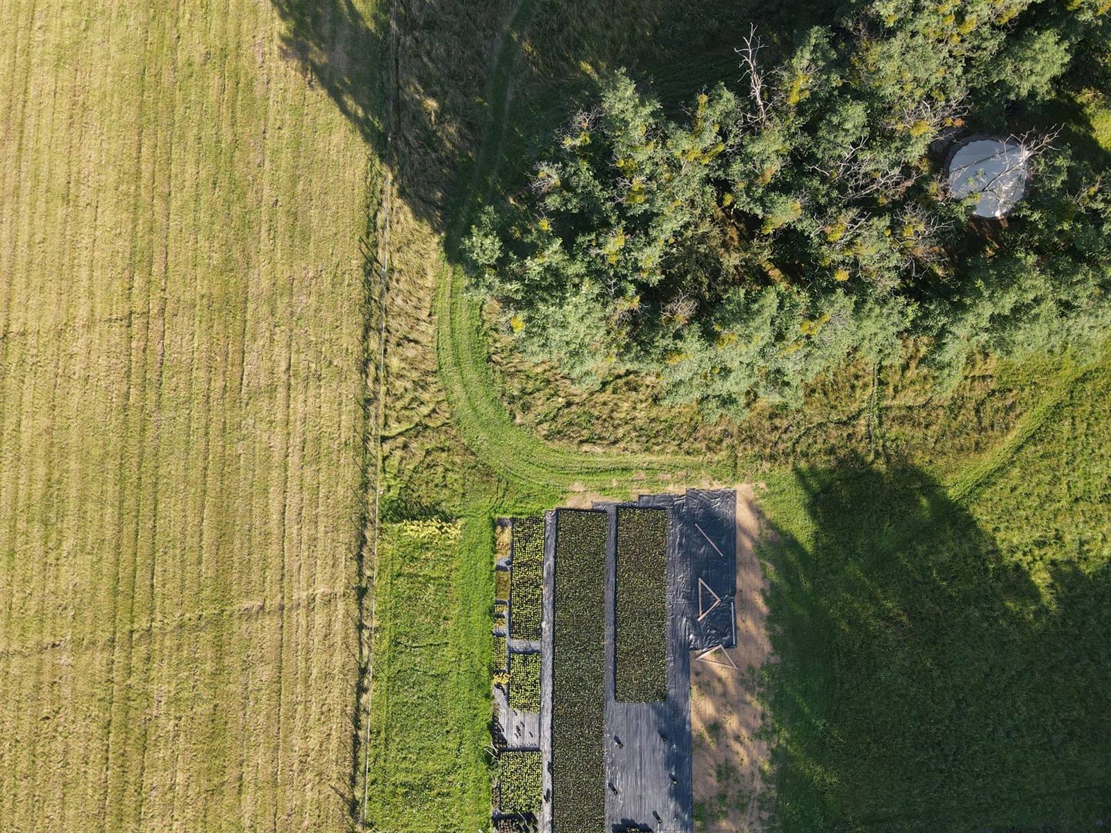 Pole laurowiśni w szkółce widziane z góry