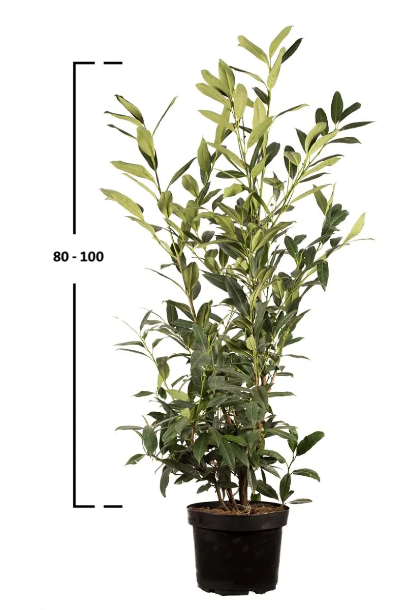 Sadzonka laurowiśni Herbergii o wysokości 80–100 cm w doniczce
