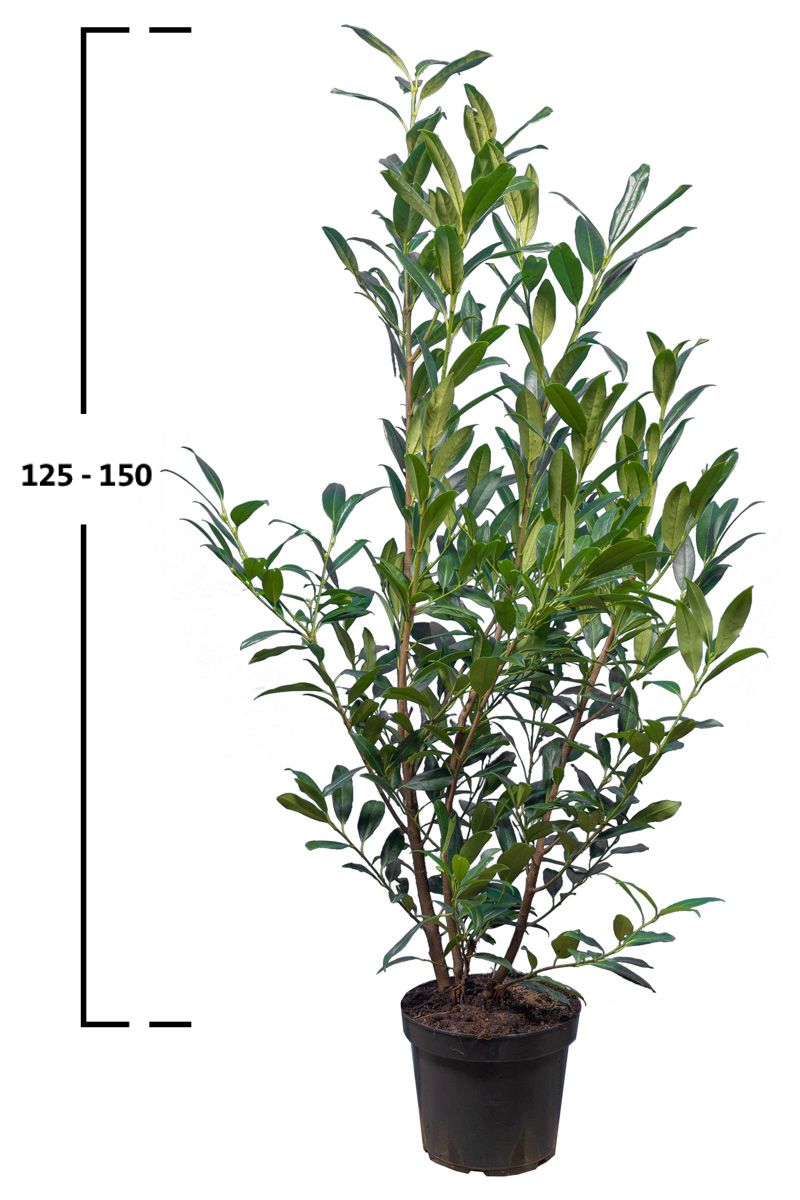 Duży krzew laurowiśni Herbergii o wysokości 125–150 cm w doniczce