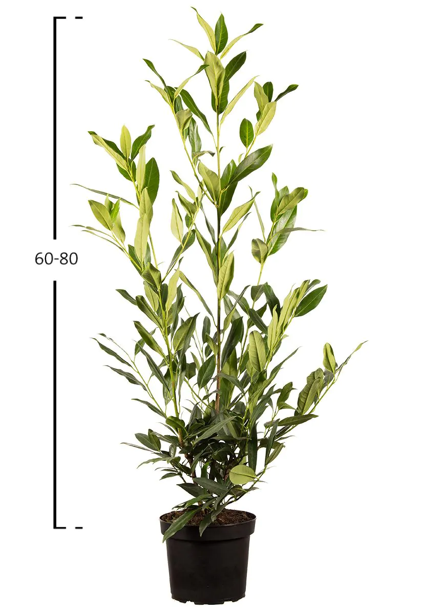 Sadzonka laurowiśni Herbergii o wysokości 60–80 cm w doniczce