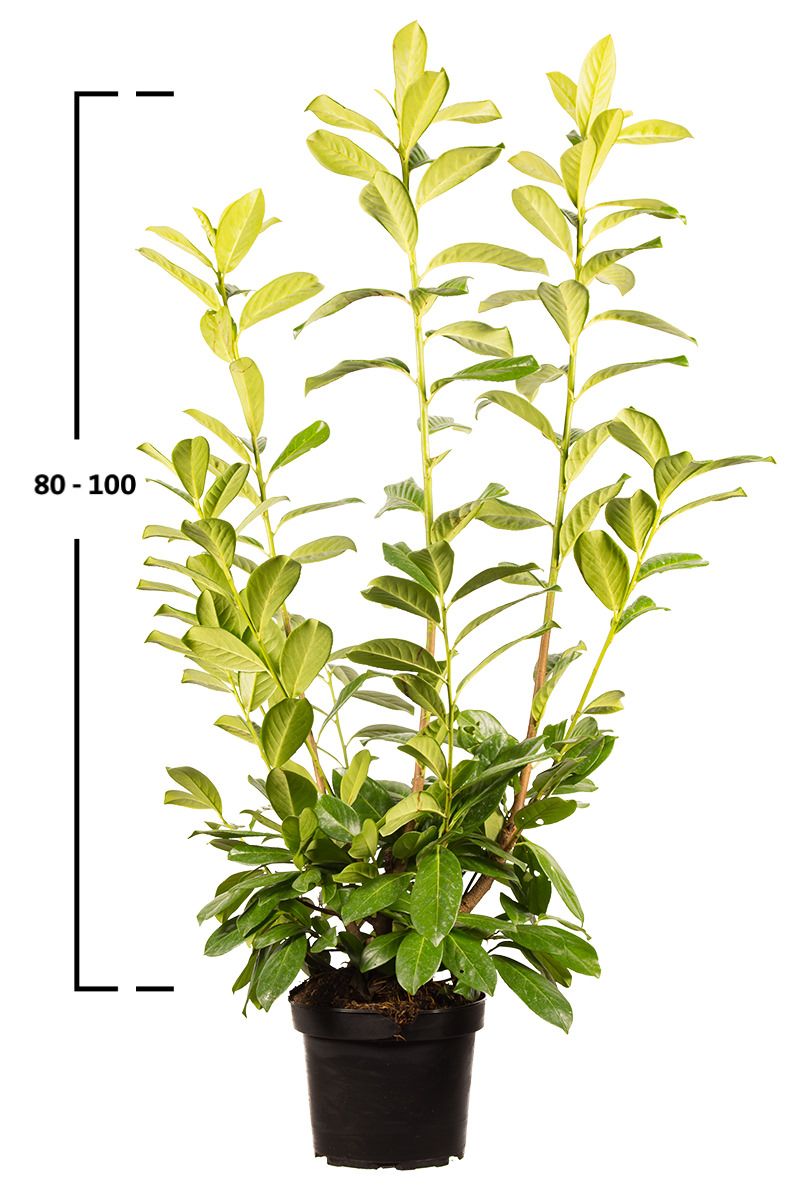 Sadzonka laurowiśni Novita o wysokości 80–100 cm w doniczce