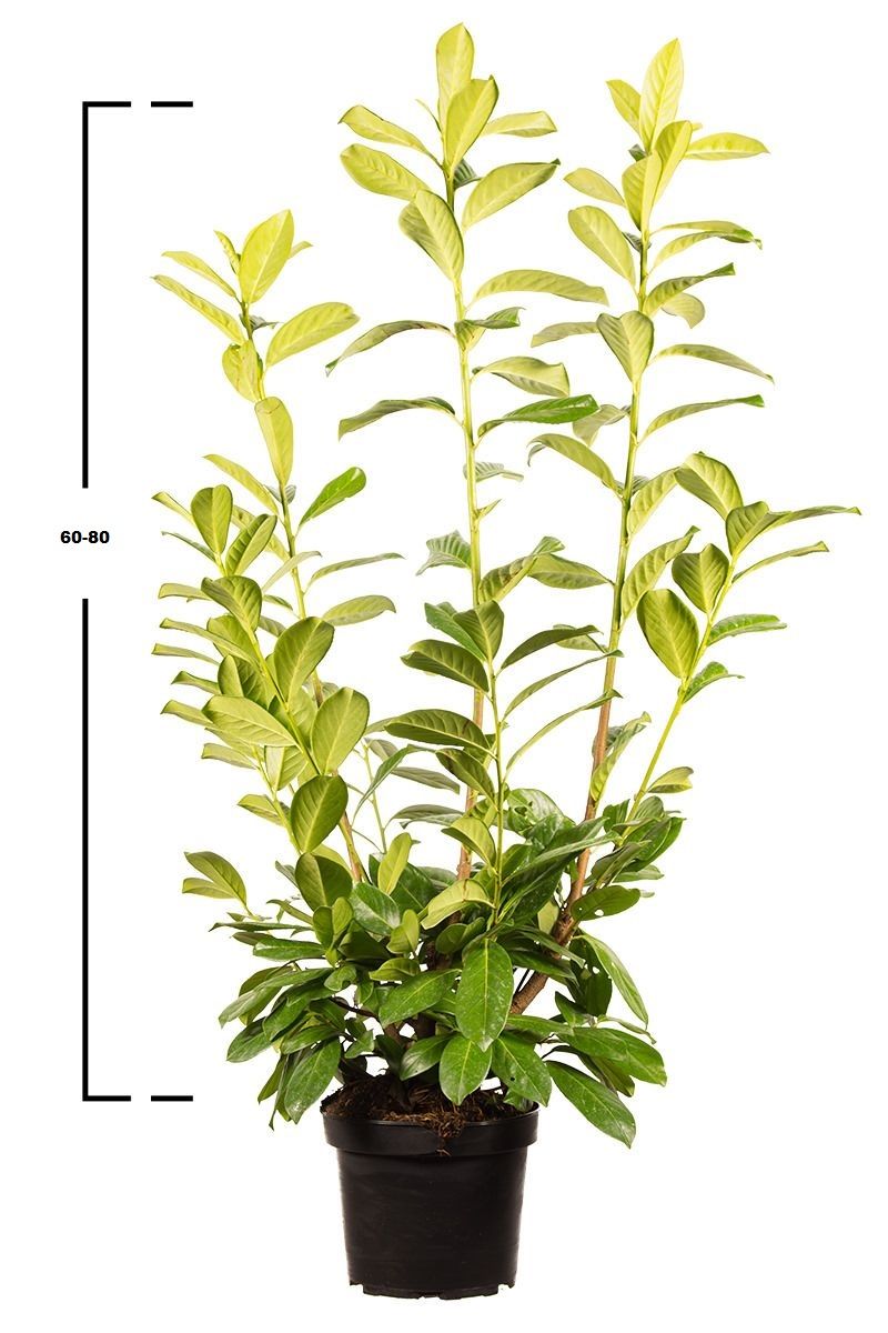 Sadzonka laurowiśni Novita o wysokości 60–80 cm w doniczce