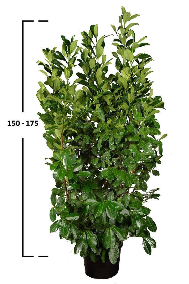Duży krzew laurowiśni Rotundifolia o wysokości 150–175 cm w doniczce