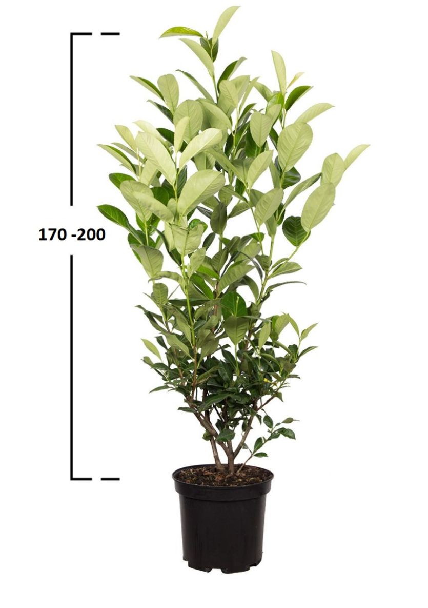 Bardzo duży krzew laurowiśni Rotundifolia o wysokości 175–200 cm — gotowy panel żywopłotu