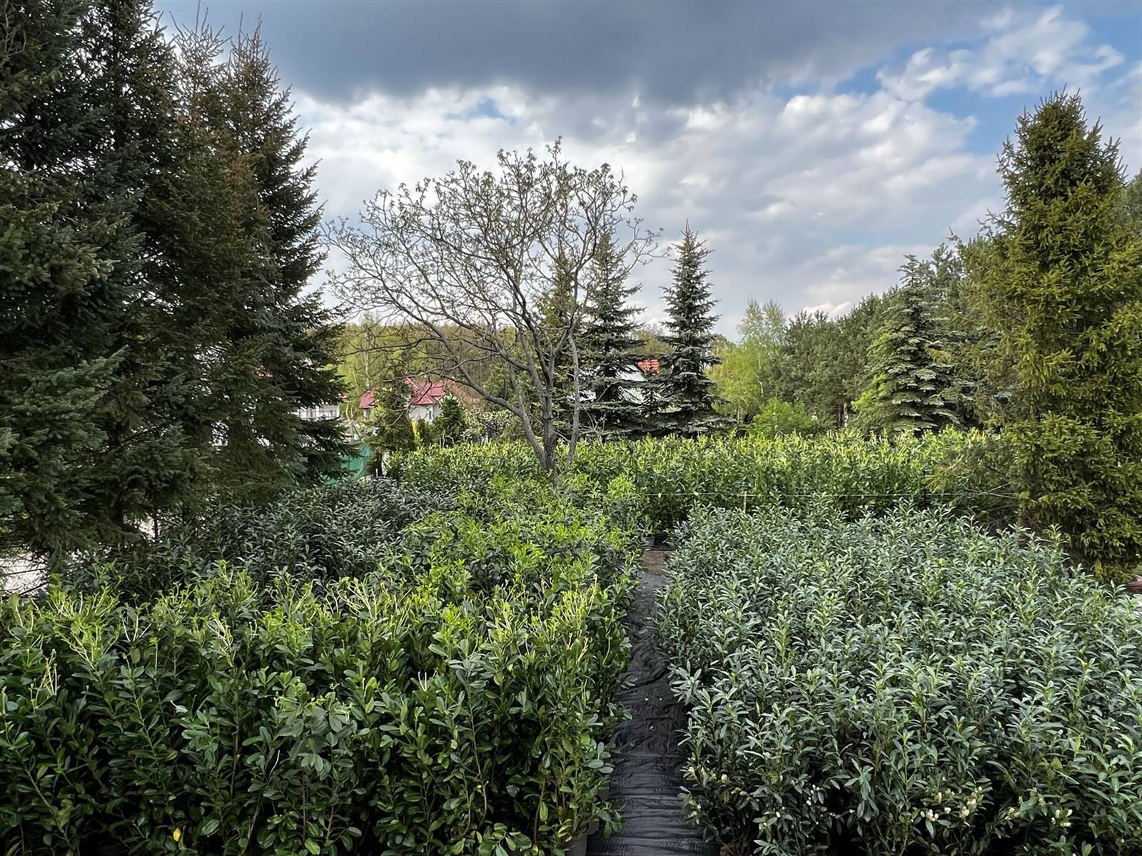 Laurowiśnie odmian Rotundifolia i Caucasica rosnące w szkółce